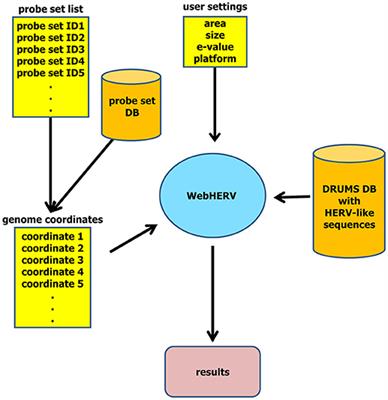 WebHERV: A Web Server for the Computational Investigation of Gene Expression Associated With Endogenous Retrovirus-Like Sequences